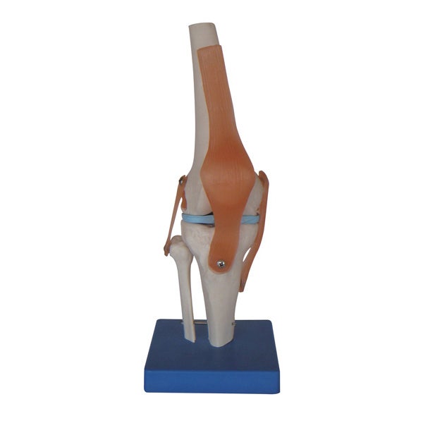 Anatomy Models