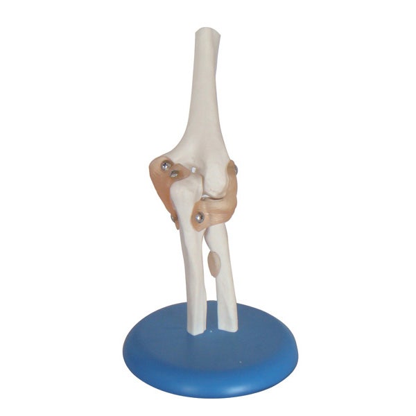 Anatomy Models