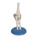 Anatomy Models