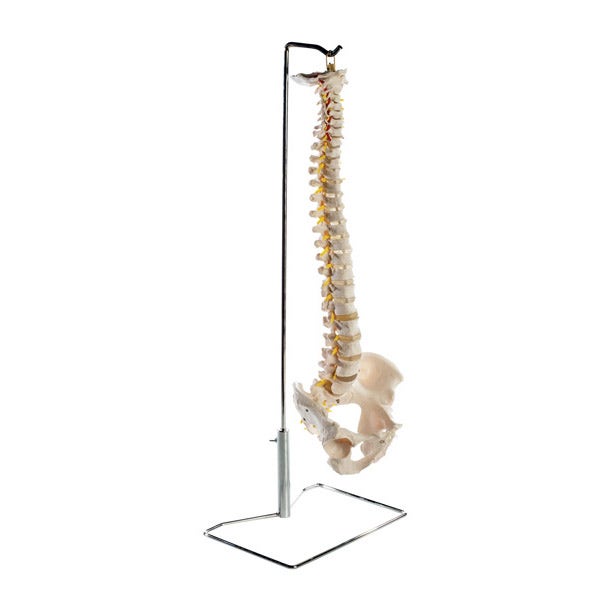 Anatomy Models