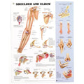Anatomical Chart, Shoulder & Elbow