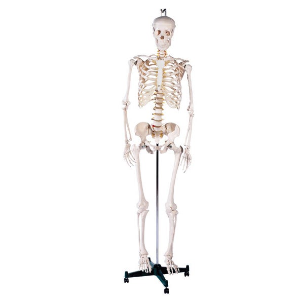Anatomy Models