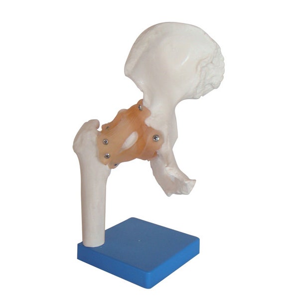 Anatomy Models