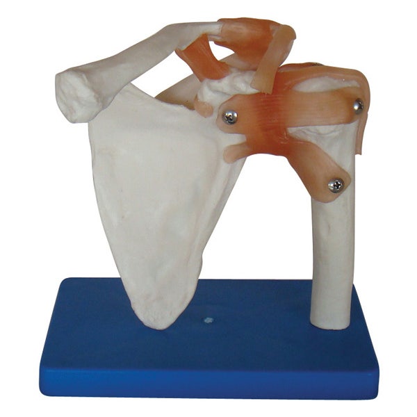 Anatomy Models