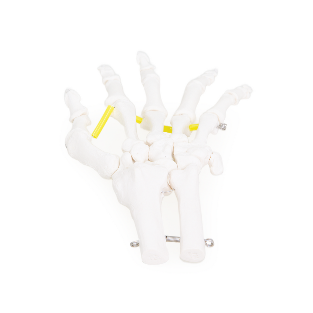 Hand Skeleton