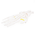 Hand Skeleton