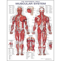 Male Muscular System Anatomical Chart