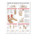 Anatomy and Injuries of the Foot and Ankle