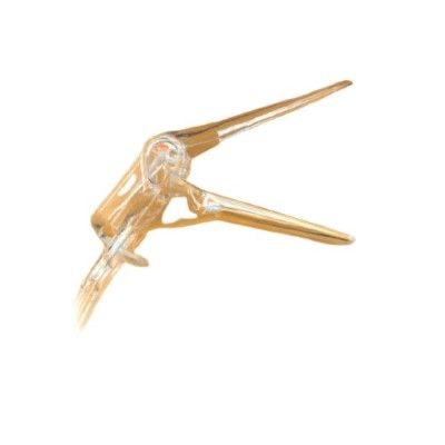 vaginal specula disposable / graves ratchet style